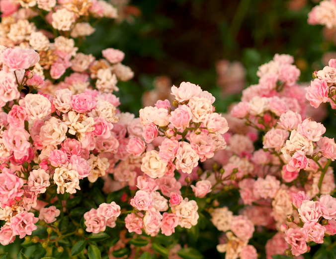 Screen Shot 2017-03-26 at 3.08.15 PM.png