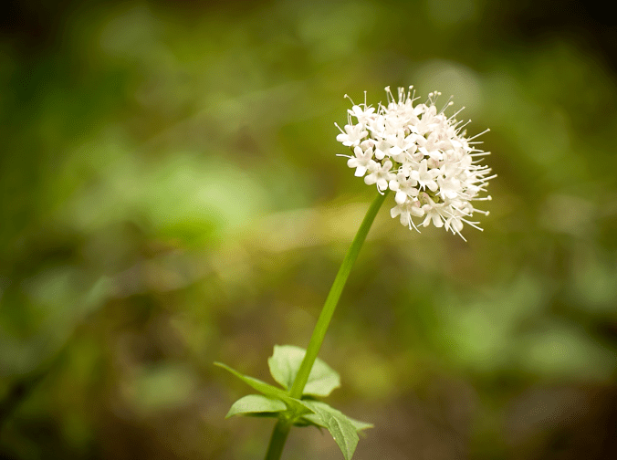 Screen Shot 2017-03-26 at 3.12.12 PM.png