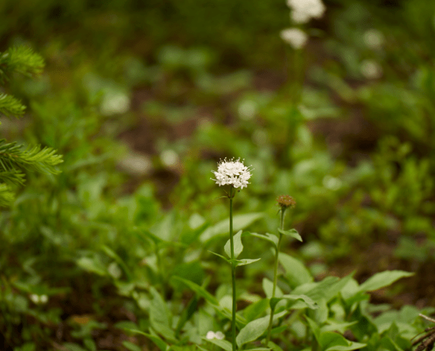 Screen Shot 2017-03-26 at 3.12.18 PM.png