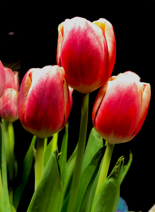 Screen Shot 2017-03-26 at 3.44.33 PM.png